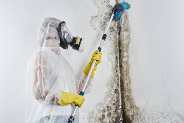 Best Black Mold Removal  in Las Lomas, CA