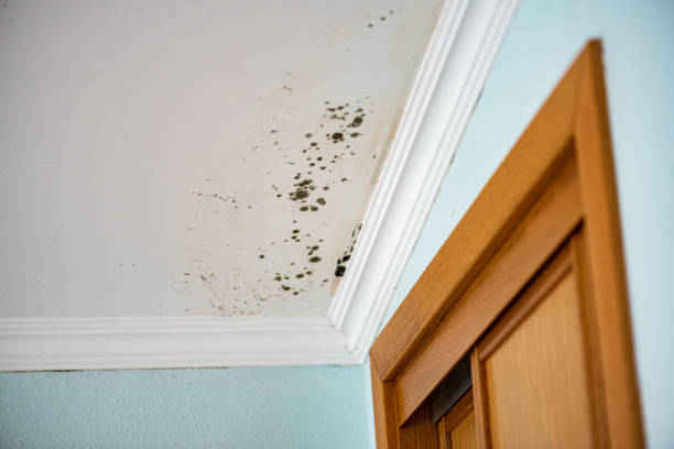 Best Residential Mold Removal  in Las Lomas, CA