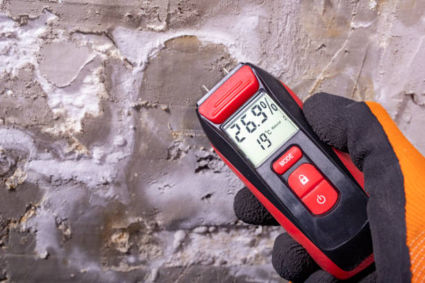 Best Local Mold Removal Service  in Las Lomas, CA