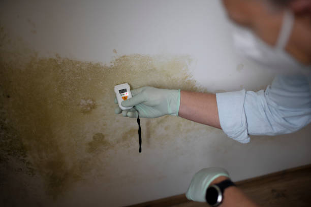 Best Certified Mold Removal  in Las Lomas, CA