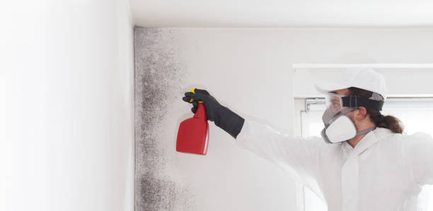 Best Professional Mold Removal  in Las Lomas, CA