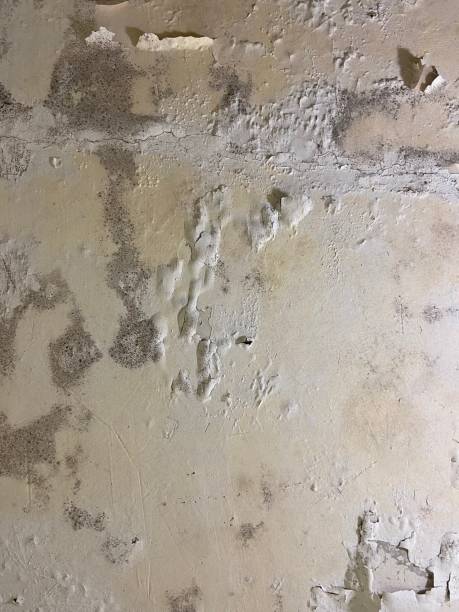 Best Mold Damage Repair  in Las Lomas, CA