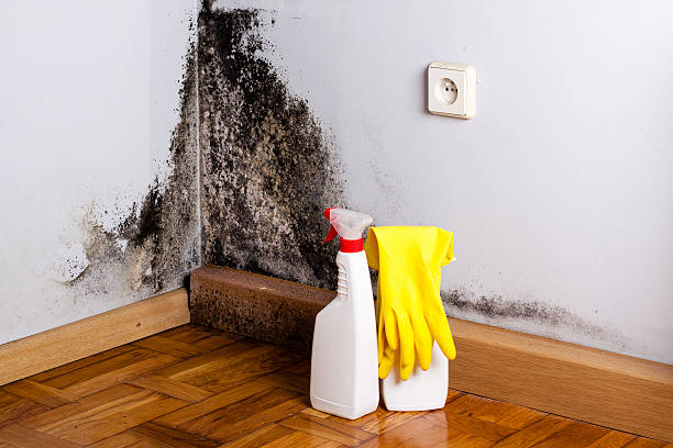 Best Crawl Space Mold Removal  in Las Lomas, CA