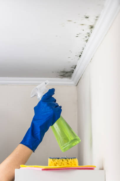 Professional Mold Removal in Las Lomas, CA