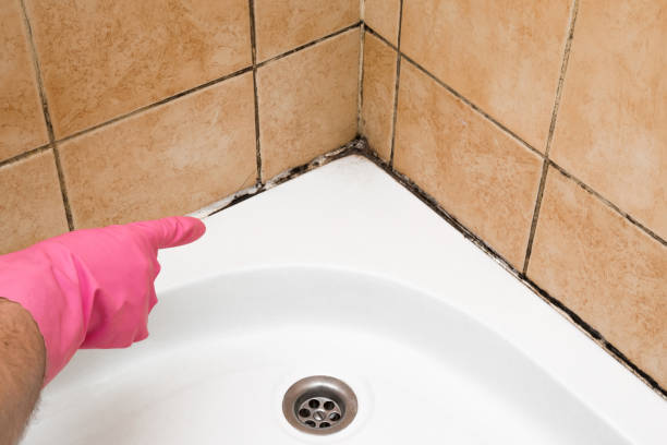 Best Office Mold Removal Services  in Las Lomas, CA
